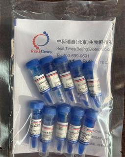 2×Tricine多肽上樣緩沖液（變性，還原，含溴酚藍）